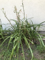 Albuca nelsonii