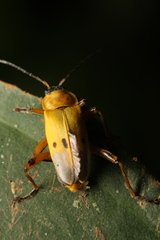 Chauliognathus ignaciosus