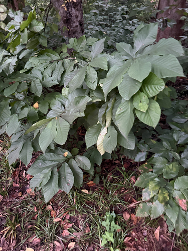 common pawpaw