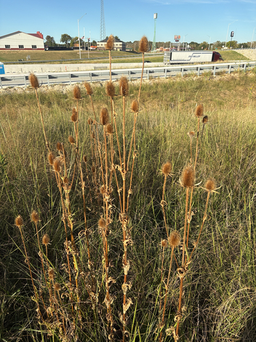 cutleaf teasel