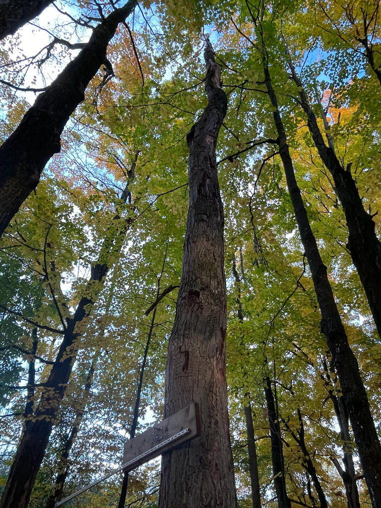Looking up tall sugar maples whose canopy is yellow-green with orange patches high up.