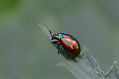 Chrysolina fastuosa