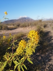 Cleomella palmeri