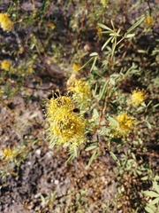 Cleomella palmeri