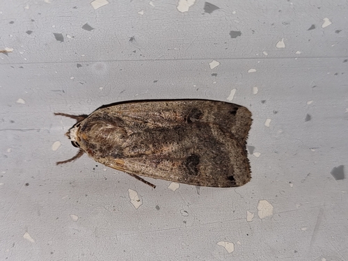 Large Yellow Underwing