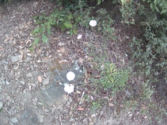 Convolvulus cantabrica