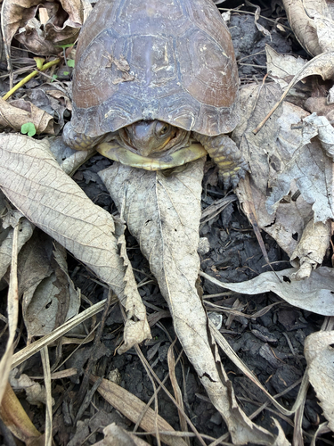 Three-toed Box Turtle