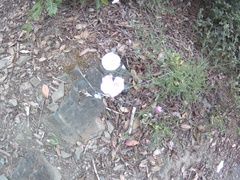 Convolvulus cantabrica