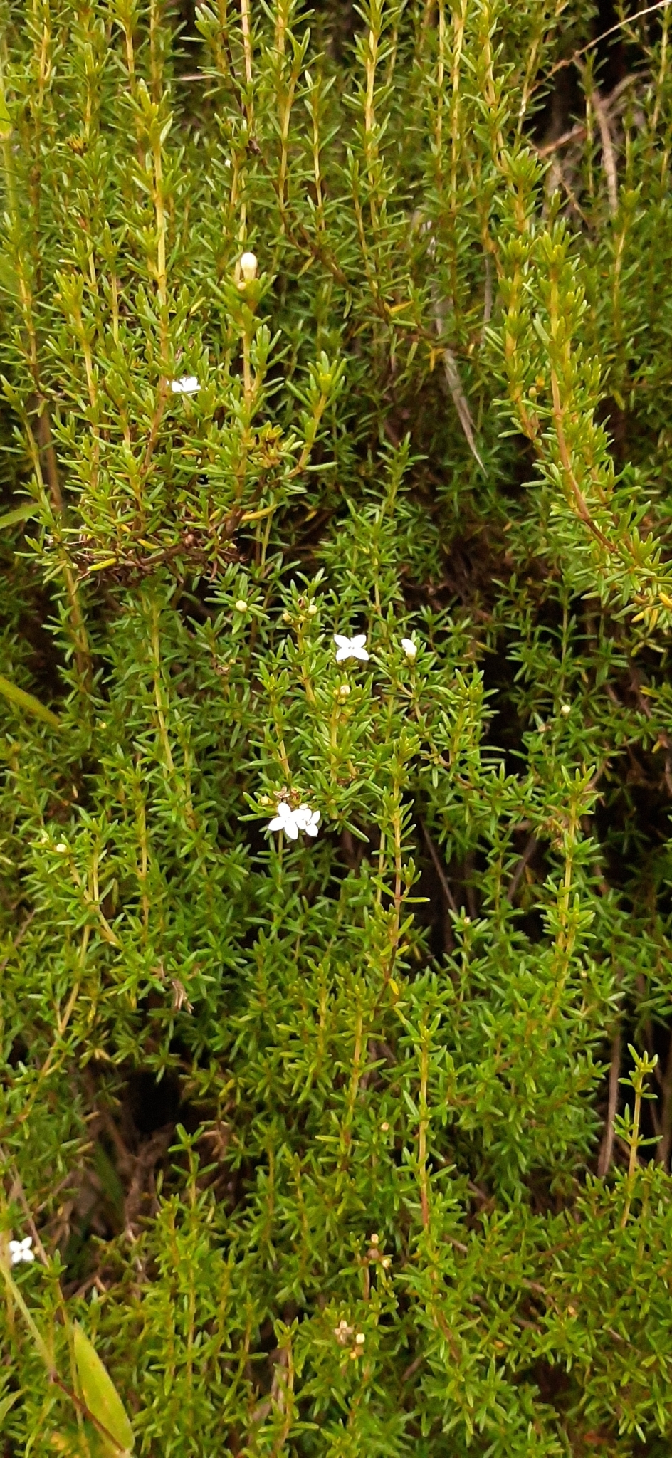Arcytophyllum image