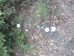 Convolvulus cantabrica