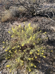 Cleomella palmeri