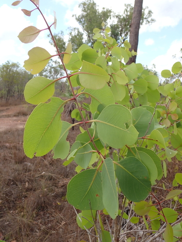 Syzygium eucalyptoides observed 2026-10-03