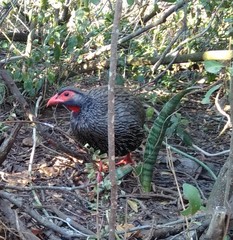 Pternistis afer castaneiventer