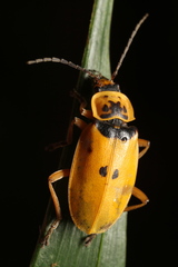 Chauliognathus flavipes
