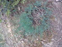 Convolvulus cantabrica