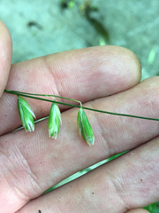 Melica mutica