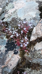 Sedum caeruleum
