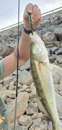 Zander