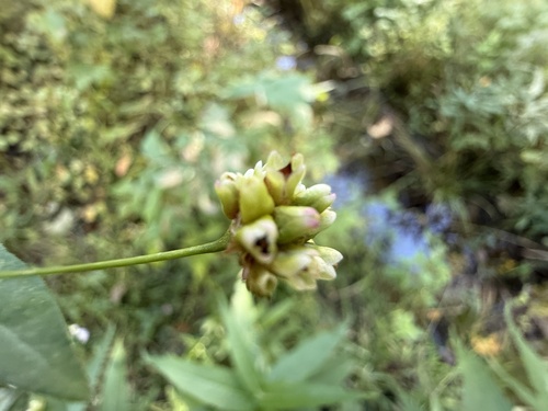 arrow-leaved tearthumb