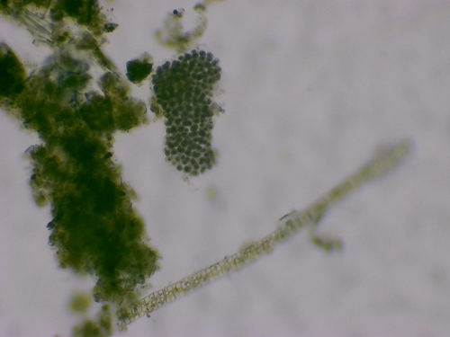 Microcystis aeruginosa observed 2026-10-03