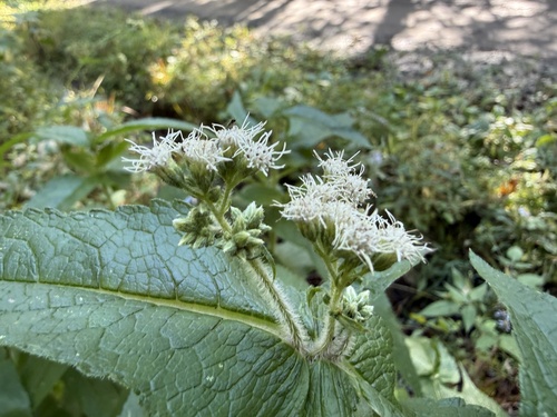 common boneset