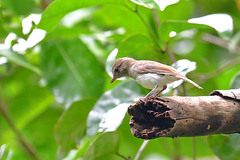 Pachycephala cinerea