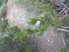 Helix albescens