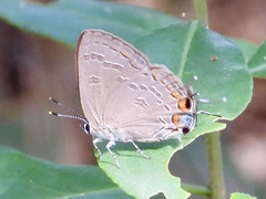 Satyrium kingi
