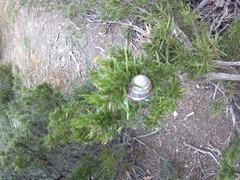 Helix albescens