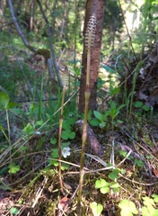 Equisetum pratense image