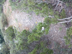 Helix albescens