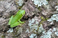 Hyla cinerea