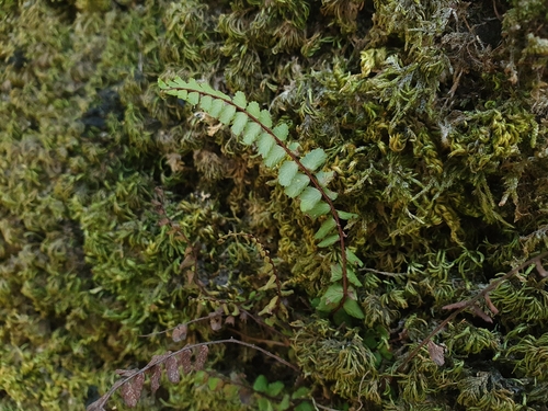maidenhair spleenwort
