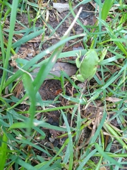 Hyla cinerea
