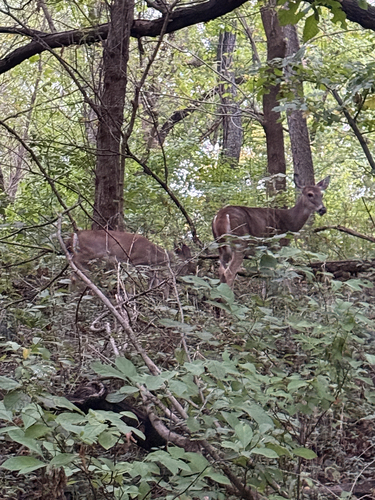 White-tailed Deer