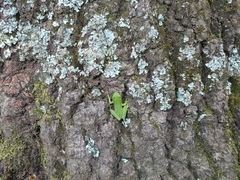 Hyla cinerea