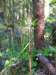 Equisetum pratense image