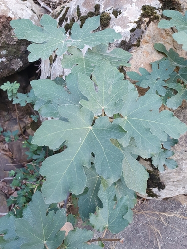 common fig