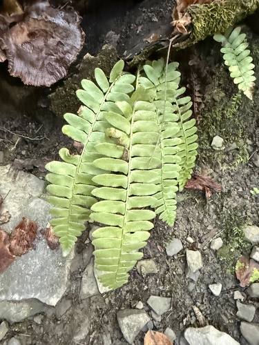 Christmas fern