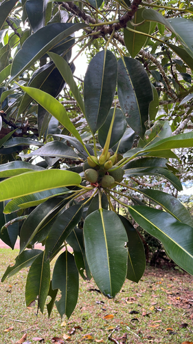 Ficus watkinsiana observed 2026-10-04