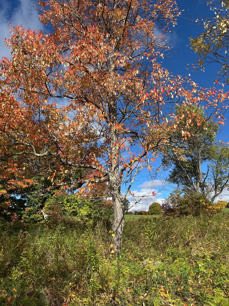A black cherry turned orange and red at a meadow's edge, with green trees and open fields beyond.