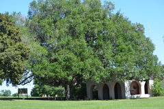Ehretia anacua