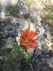 Castilleja lindheimeri