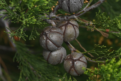 Slender Cypress-pine