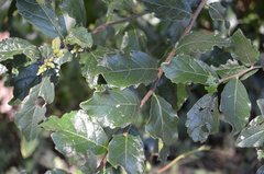 Ehretia anacua
