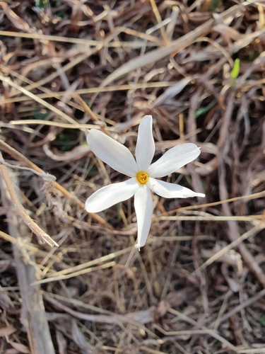 Small Pheasant's Eye