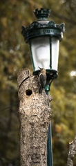 Melanerpes uropygialis