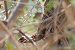 Ctenosaura oaxacana