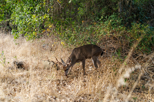 Columbian Black-tailed Deer seen in Sonoma Valley