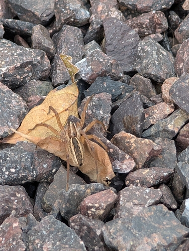 Rabid Wolf Spider